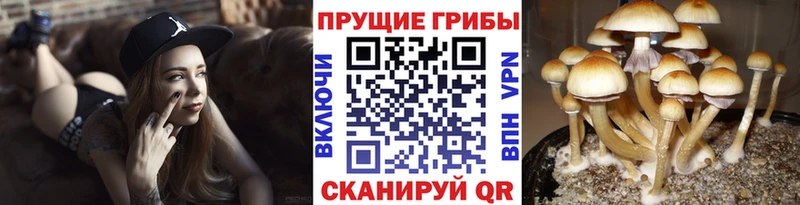 Галлюциногенные грибы Psilocybine cubensis Рудня
